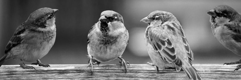 Petits oiseaux en conciliabule